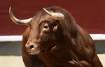 Heftiger Stier-Angriff auf Landwirt (41) - Notarzthubschraub
